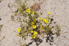 Mentzelia eremophila