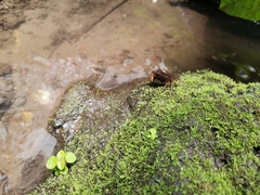 Pseudothelphusa dugesi