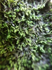 Frullania ericoides