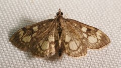 Anania coronata