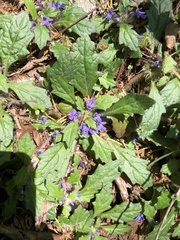 Ajuga decumbens