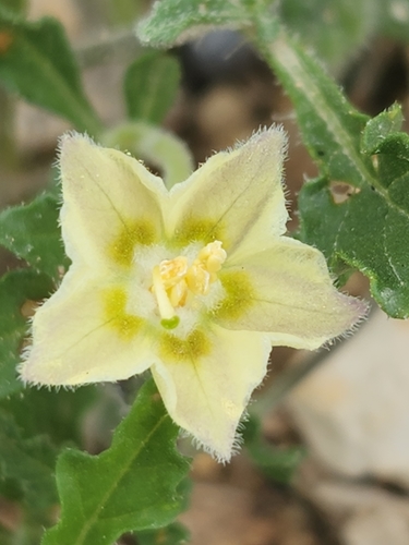 Edwards Plateau five eyes (Chamaesaracha edwardsiana)