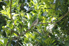 Nesotriccus incomtus