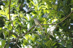 Nesotriccus incomtus