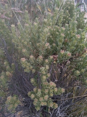 Baccharis tola