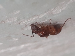 Camponotus