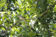 Nesotriccus incomtus
