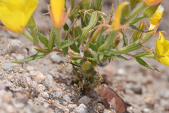 Mentzelia eremophila