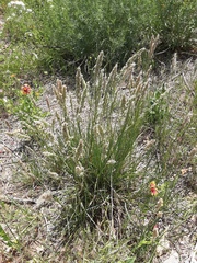 Poa arachnifera