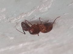 Camponotus