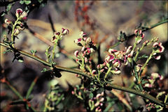 Carmichaelia odorata