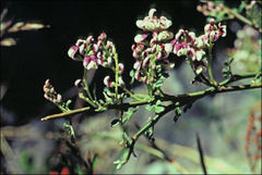 Carmichaelia odorata