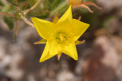 Mentzelia eremophila