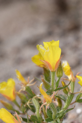 Mentzelia eremophila