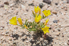 Mentzelia eremophila