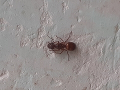 Camponotus