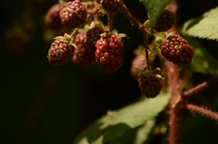 Rubus adenotrichos