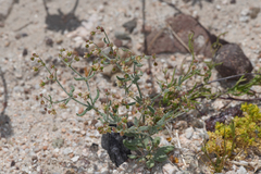Eriogonum maculatum