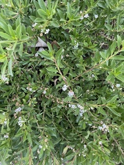 Myoporum parvifolium