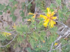 Prosopis reptans