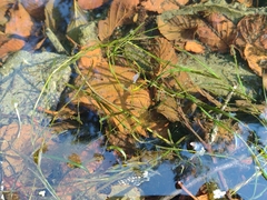 Potamogeton gayi