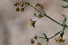Eriogonum maculatum