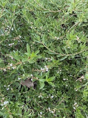 Myoporum parvifolium
