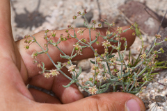Eriogonum maculatum