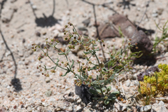 Eriogonum maculatum