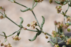 Eriogonum maculatum