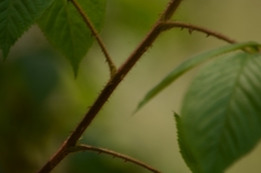 Rubus adenotrichos
