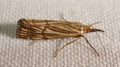 Chrysocrambus linetella