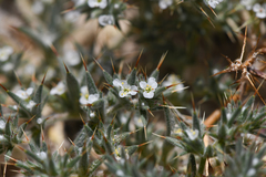 Chorizanthe spinosa