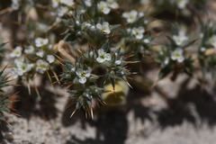 Chorizanthe spinosa