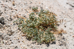 Chorizanthe spinosa