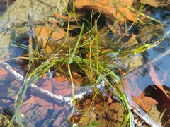 Potamogeton gayi