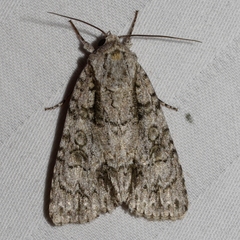 Acronicta clarescens