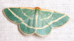 Mixocera latilineata