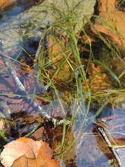Potamogeton gayi