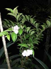 Brunfelsia