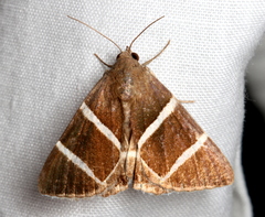 Grammodes justa