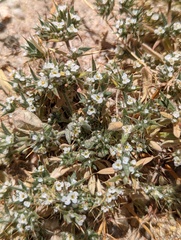 Chorizanthe spinosa