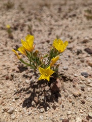 Mentzelia eremophila