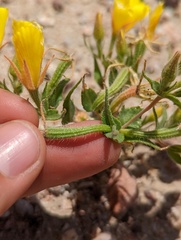 Mentzelia eremophila