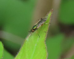 Actina viridis