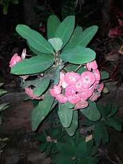 Euphorbia milii