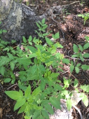 Osmorhiza occidentalis