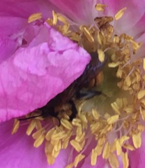 Andrena milwaukeensis