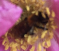 Andrena milwaukeensis