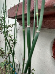 Equisetum hyemale